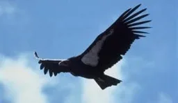 Logo de Radio Condor Bucharest