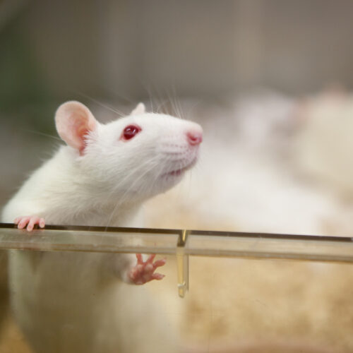 Scientists figure out how the brain forms emotional connections