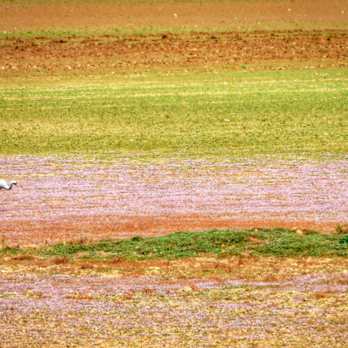 How farmers can help rescue water-loving birds