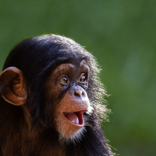 The “online monkey torture video” arrests just keep coming