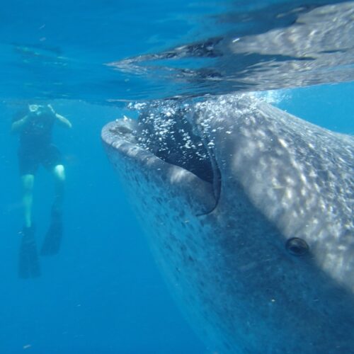 New body size database for marine animals is a “library of life”